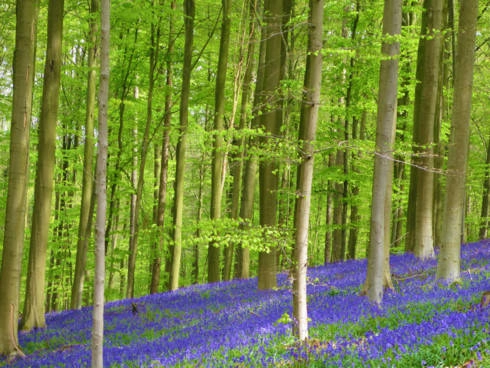Hallerbos - Con đường đi dạo mùa xuân đẹp nhất tại Bỉ