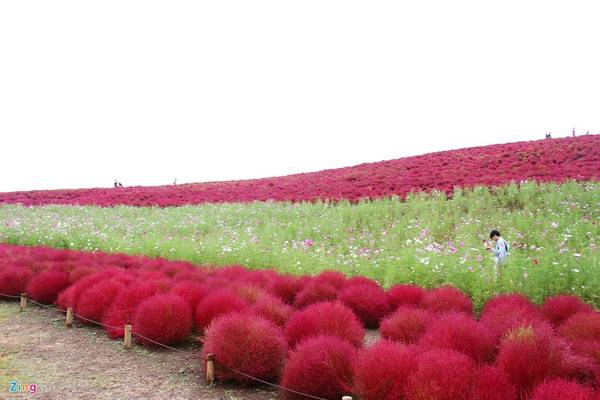 Hàng triệu cây cỏ đổi màu khi vào thu