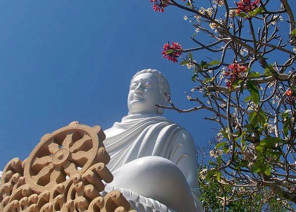 Hậu duệ cây Bồ Đề thiêng của Phật tổ trồng ở Vũng Tàu