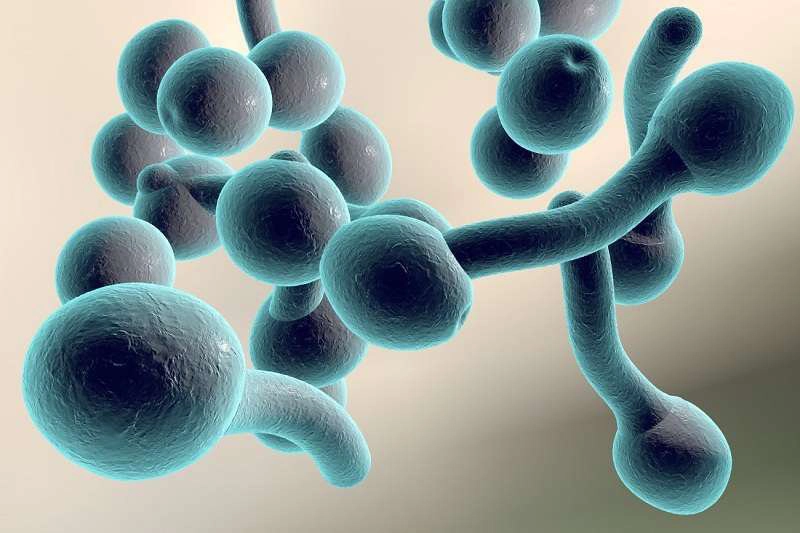 Hình ảnh nấm Candida soi tươi