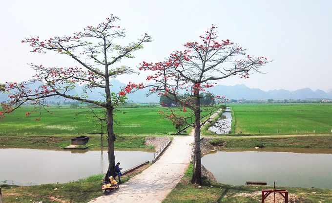 Hoa gạo tháng 3 nở đỏ rực đường phố, làng quê