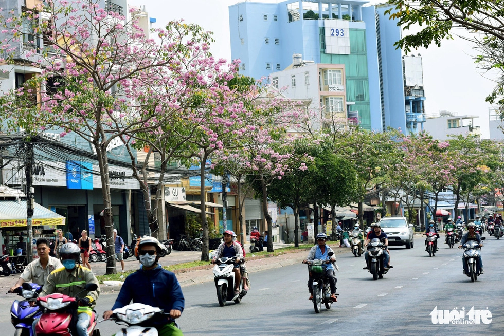 Hoa kèn hồng bung nở sớm, nhuộm tím những góc trời Sài Gòn