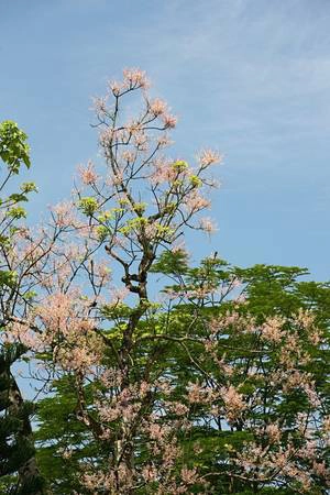 Hoa ngô đồng điểm tô sắc hồng trong Đại Nội Huế