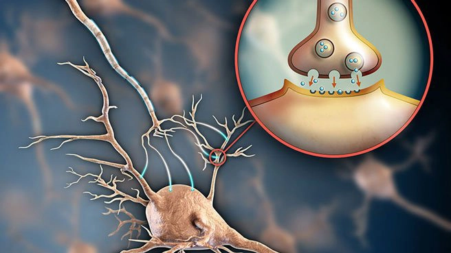 Hội chứng Serotonin là gì?