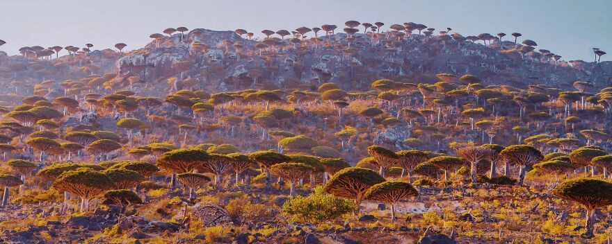 Hòn đảo Socotra được ví như ngoài hành tinh