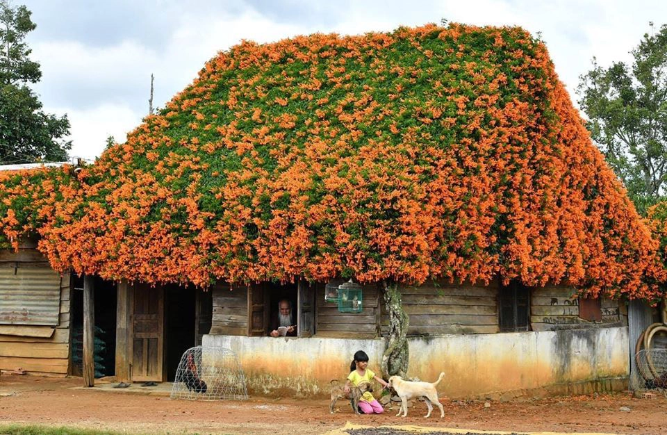 Hướng dẫn đường đến ngôi nhà ông K’Tep Lâm Đồng phủ hoa rạng đông tuyệt đẹp