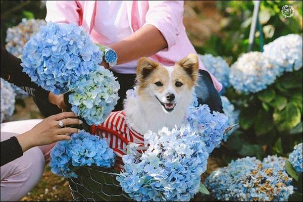 Hướng dẫn đường đi đến 3 cánh đồng hoa cẩm tú cầu tuyệt đẹp ở Đà Lạt