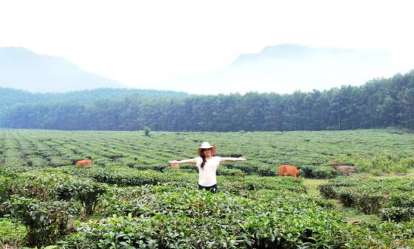 Khám phá đồi chè Đông Giang