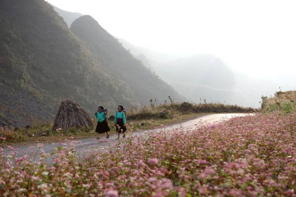 Khám phá lễ hội hoa tam giác mạch đầu tiên ở Hà Giang