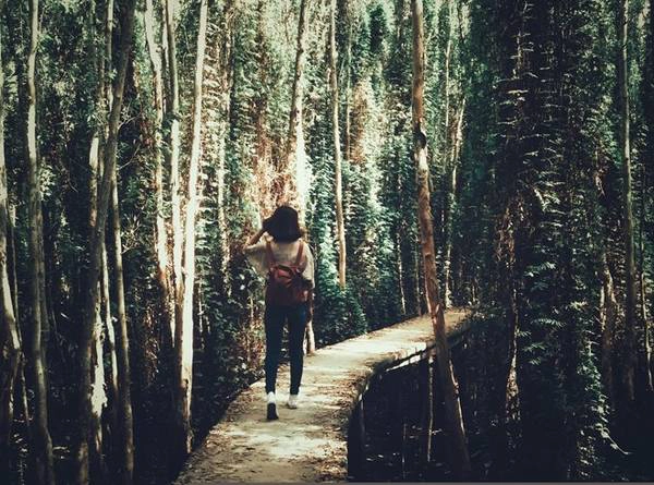 Khám phá rừng tràm bí ẩn tại làng nổi Tân Lập