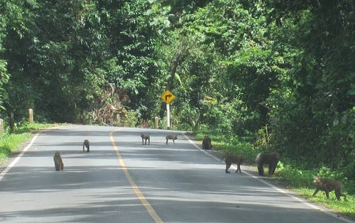 Khao Yai, chốn yên bình giữa thiên đường du lịch