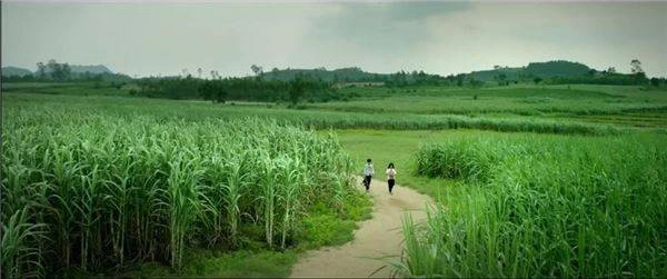 Khung cảnh đồng quê Phú Yên đẹp bình dị trong ‘Tôi thấy hoa vàng trên cỏ xanh’