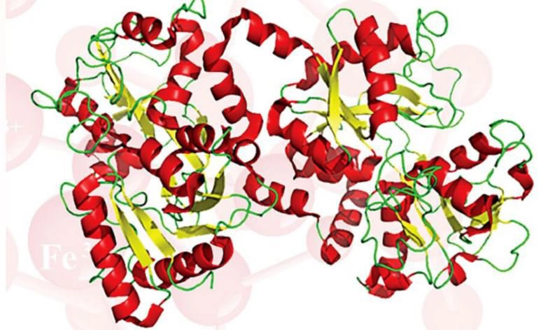 Lactoferrin là gì?