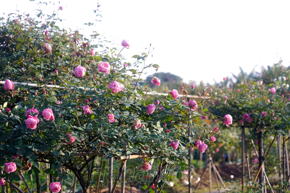 Làng hoa Phù Vân rực rỡ sắc màu ngay gần Hà Nội