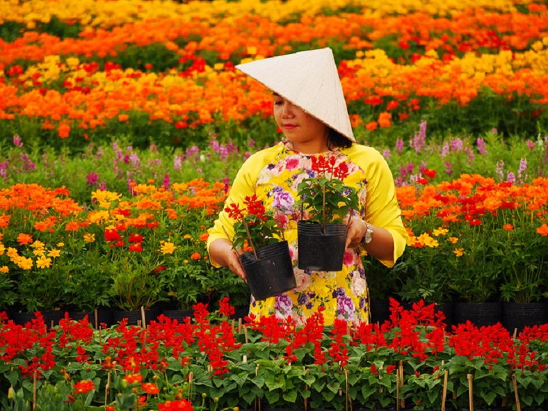 Làng hoa Sa Đéc đông khách những ngày cận Tết