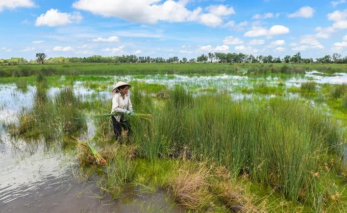 Làng nghề làm cỏ bàng thủ công của người Khmer