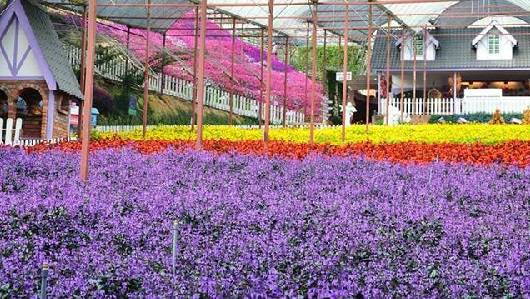 Lavender tím ngắt trên cao nguyên Cameron, Malaysia