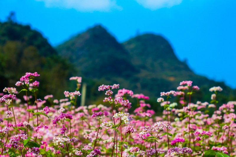 Lên Hà Giang ngắm mùa tam giác mạch