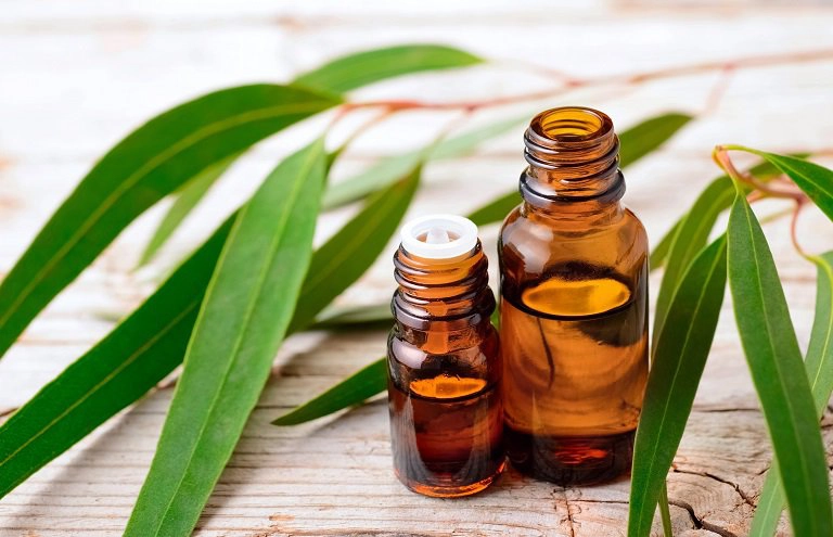 Lợi ích và công dụng của dầu bạch đàn