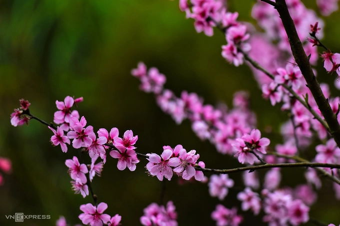 Mẫu Sơn mùa hoa đào rừng