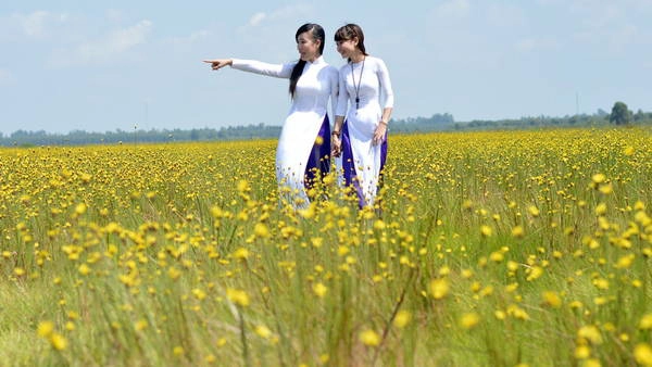Mê đắm cánh đồng hoa hoàng đầu ấn