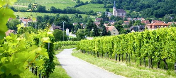 Mê hoặc con đường rượu vang vùng Alsace