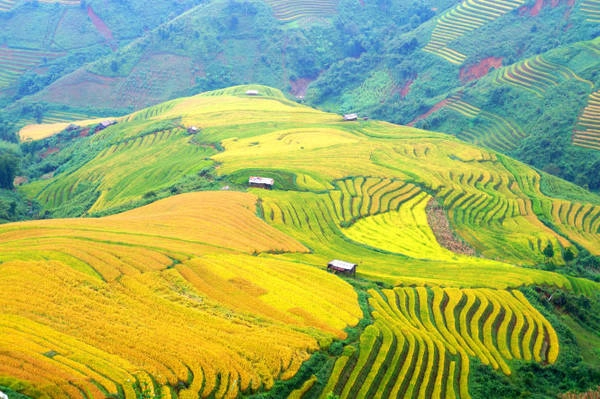 Mê mẩn Xím Vàng