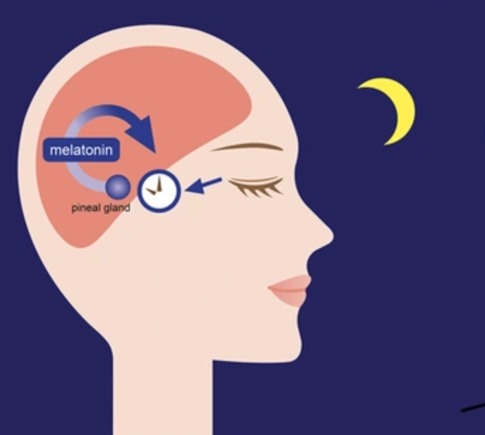 Melatonin ảnh hưởng thế nào đến giấc ngủ?