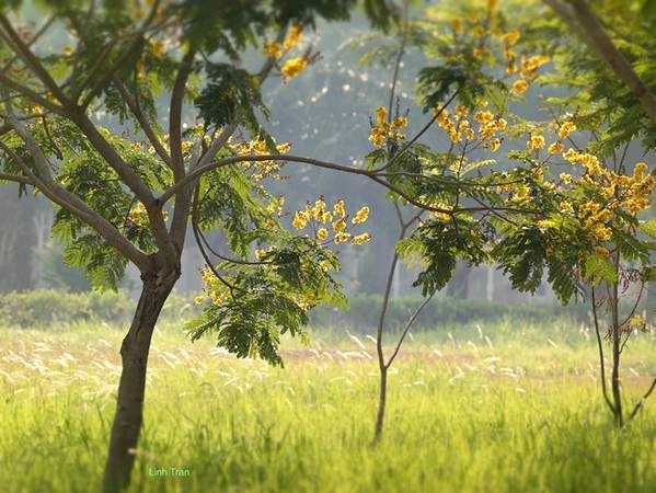 Mùa hoa điệp vàng thắp sáng những hàng cây Sài Gòn