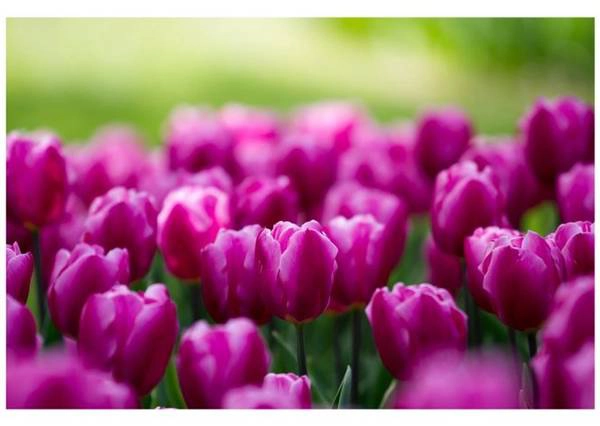 Mùa hoa tulip ở Tachikawa