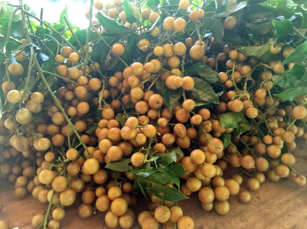 Mùa hồng bì - đi qua thương nhớ