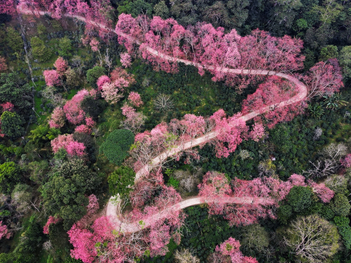 Mùa mai anh đào nở rộ ở Chiang Mai, Thái Lan