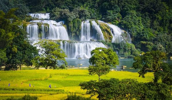 Mùa vàng rực rỡ bên thác Bản Giốc