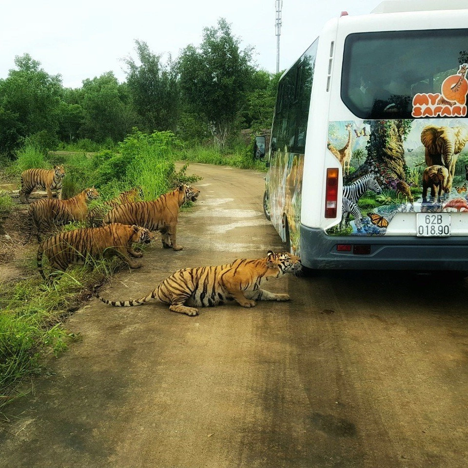 Mỹ Quỳnh Safari - Vườn thú cách Sài Gòn chỉ 40km