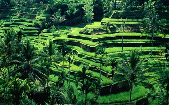 Nếu chỉ có một ngày du lịch Bali