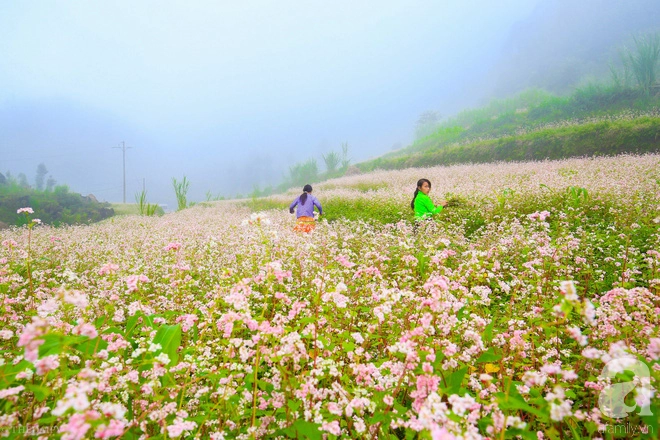 Ngắm Hà Giang đẹp mê hồn khi tam giác mạch nở rộ, nhuộm hồng miền đá