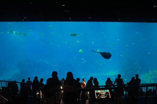 Ngắm thế giới đại dương kỳ thú ở S.E.A. Aquarium Singapore