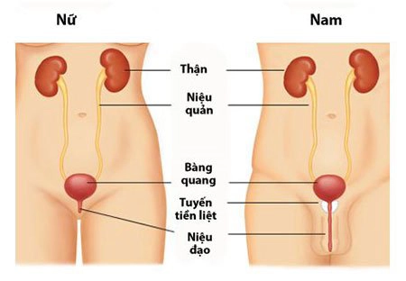 Nghi ngờ tắc đường dẫn tiểu có thể chẩn đoán bằng kỹ thuật nào?