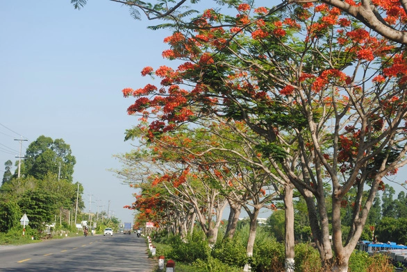 Ngỡ ngàng ‘đường phượng bay’ dài 4 cây số ở Lấp Vò