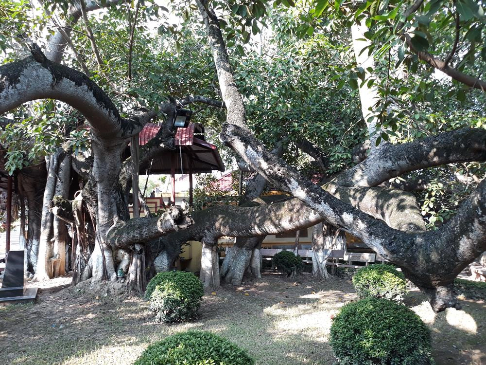 Ngỡ ngàng cây đa 13 gốc lớn nhất Việt Nam ở Hải Phòng