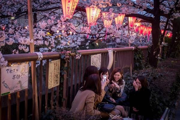 Người Sài Gòn sắp được ngắm hoa anh đào Nhật Bản giữa lòng thành phố