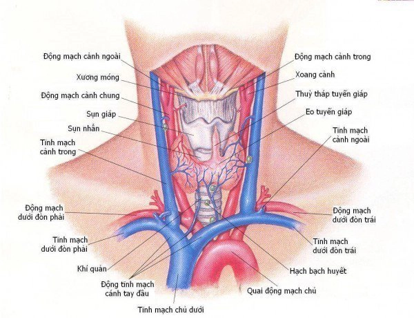 Những bệnh thường gặp ở tuyến giáp và cách điều trị