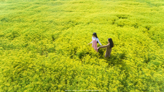 Những cánh đồng hoa ‘gây sốt’ thời gian qua