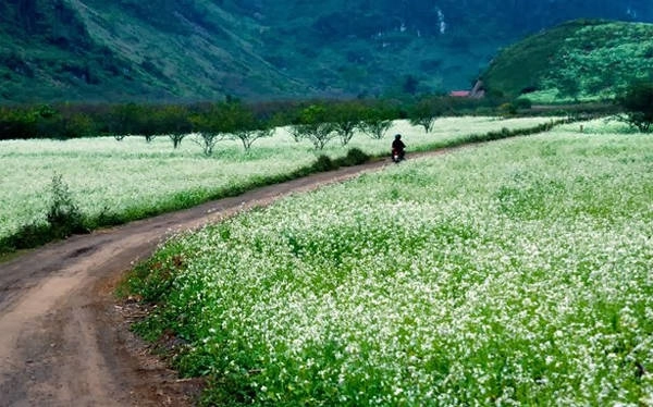 Những cao nguyên đẹp ở Việt Nam nên đến ít nhất một lần