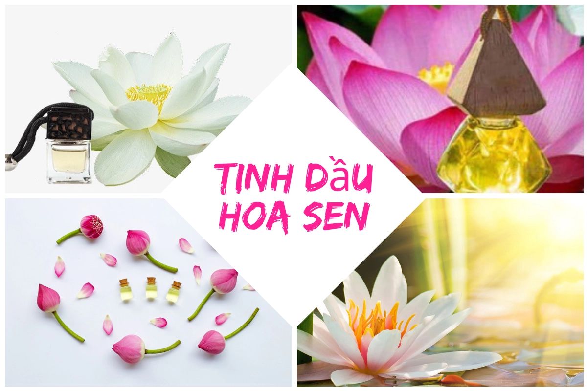 Những công dụng tuyệt vời từ tinh dầu hoa sen