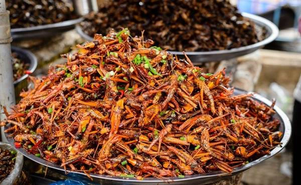 Những đặc sản côn trùng nổi tiếng thế giới
