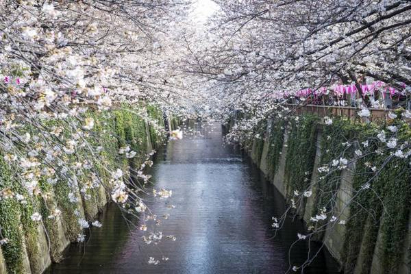 Những kinh nghiệm cần lưu ý khi đến Nhật Bản ngắm hoa anh đào