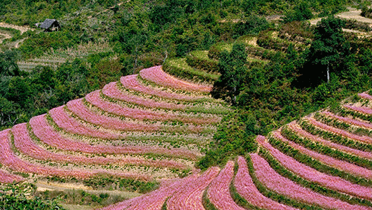 Những mùa hoa - mùa du lịch