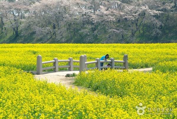 Những mùa hoa rực rỡ trên khắp Hàn Quốc