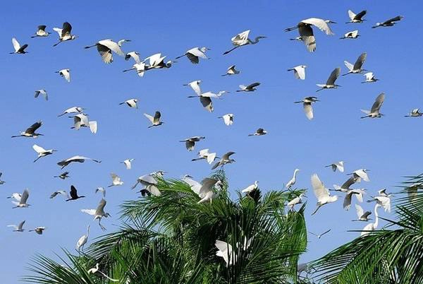 Những sân chim đặc sắc của miền Tây